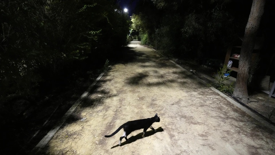 Hiroşima'da "kimyasal kedi" uyarısı