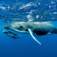  O özellik insanların dışında bir tek onlarda varmış!