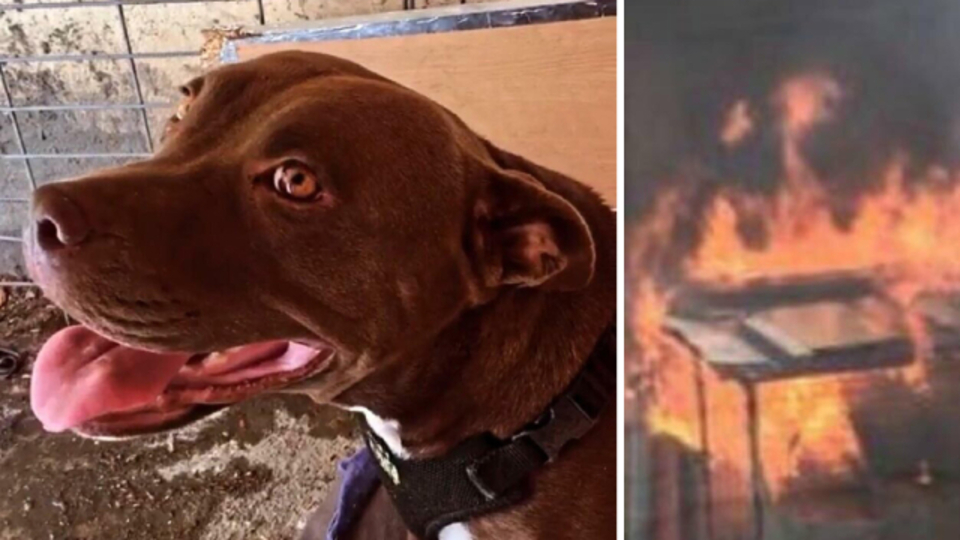 Yakılarak öldürülen Şila'nın katili için yeni karar!