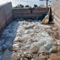  Mersin kıyılarında ölü göçmen denizanası yoğunluğu