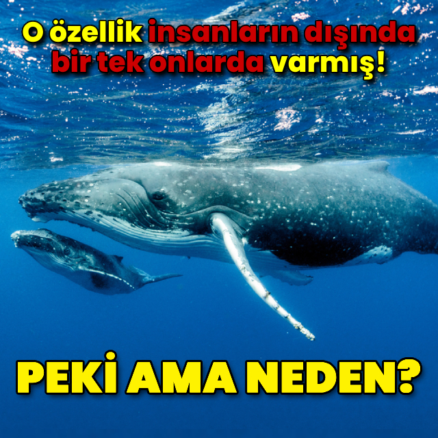 O özellik insanların dışında bir tek onlarda varmış!