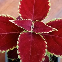 Yaprak güzeli çiçeği bakımı nasıl yapılır?