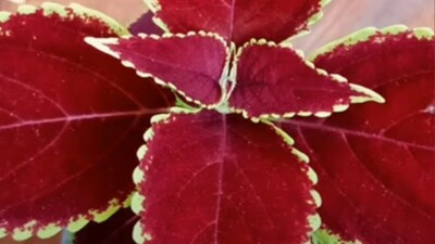 Yaprak güzeli çiçeği bakımı nasıl yapılır?