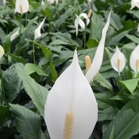 Barış çiçeği bakımı nasıl yapılır?