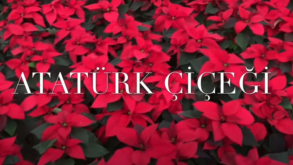 Atatürk çiçeği bakımı nasıl yapılır?