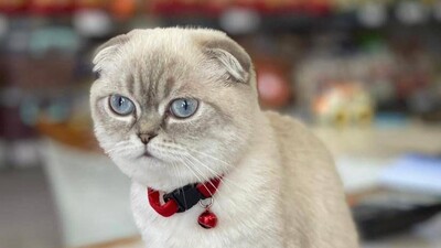 Yavru kedi bakımı nasıl yapılır?