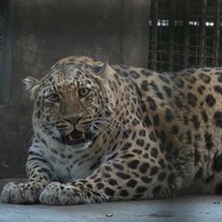 Şişman leopar görüntüsüyle ünlü oldu