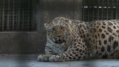Şişman leopar görüntüsüyle ünlü oldu
