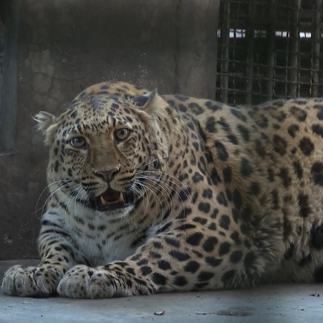 Şişman leopar görüntüsüyle ünlü oldu