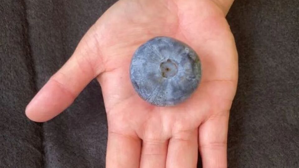 Masa tenisi topu kadar! Guinness rekoru kırdı