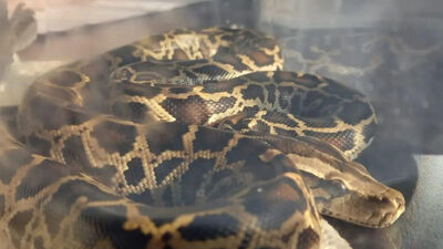 Terminalde piton ele geçirildi