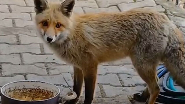Muhtar, her gün evinin önüne gelen tilkiyi besliyor