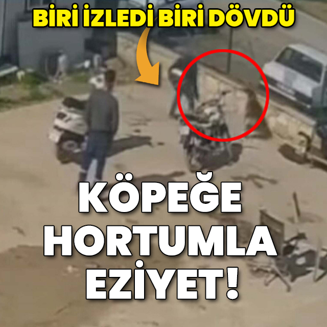 Kedisini öldüren köpeği hortumla dövdü