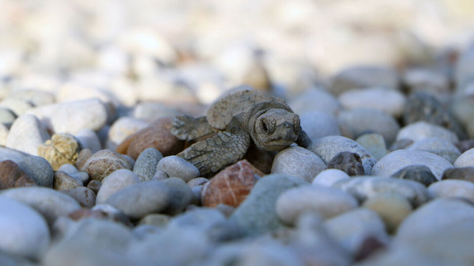 Caretta carettalar için gönüllü aranıyor