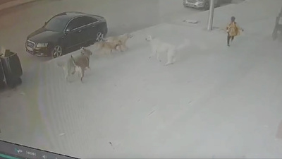 Küçük çocuğun korku dolu anları!