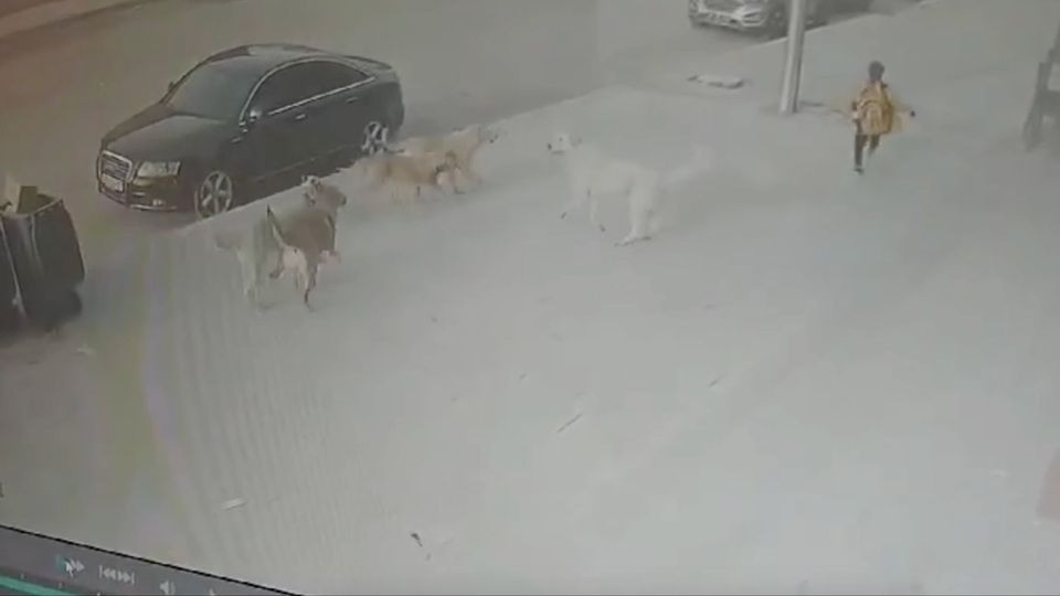 Küçük çocuğun korku dolu anları!