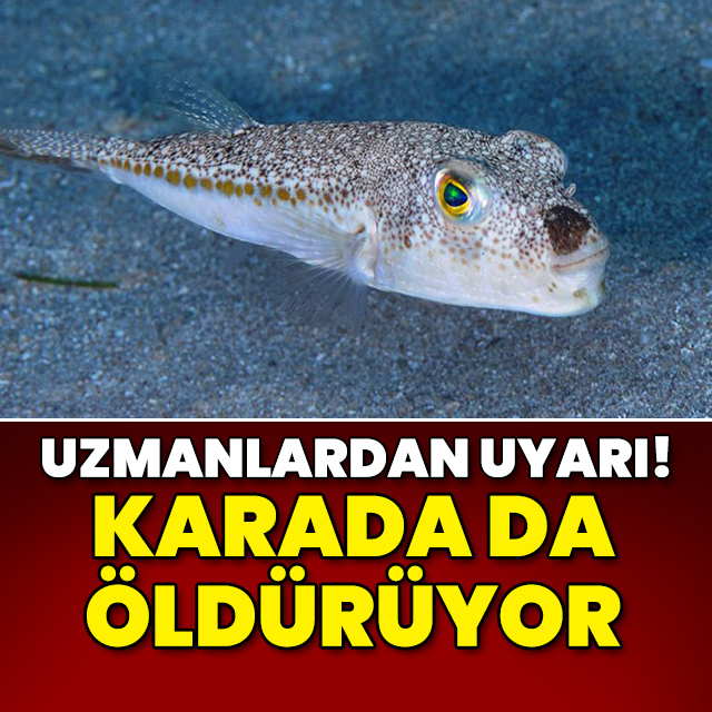Uzmanlardan uyarı: Karada da öldürüyor