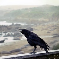 Kargalar kaç yıl yaşar?