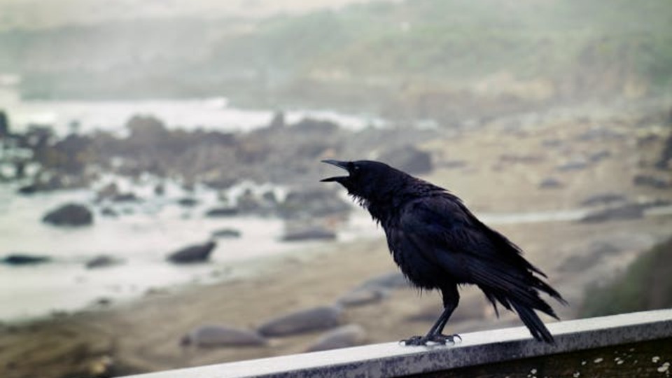 Kargalar kaç yıl yaşar?