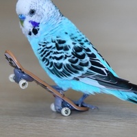 Muhabbet kuşu kaç yıl yaşar?