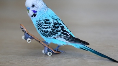 Muhabbet kuşu kaç yıl yaşar?