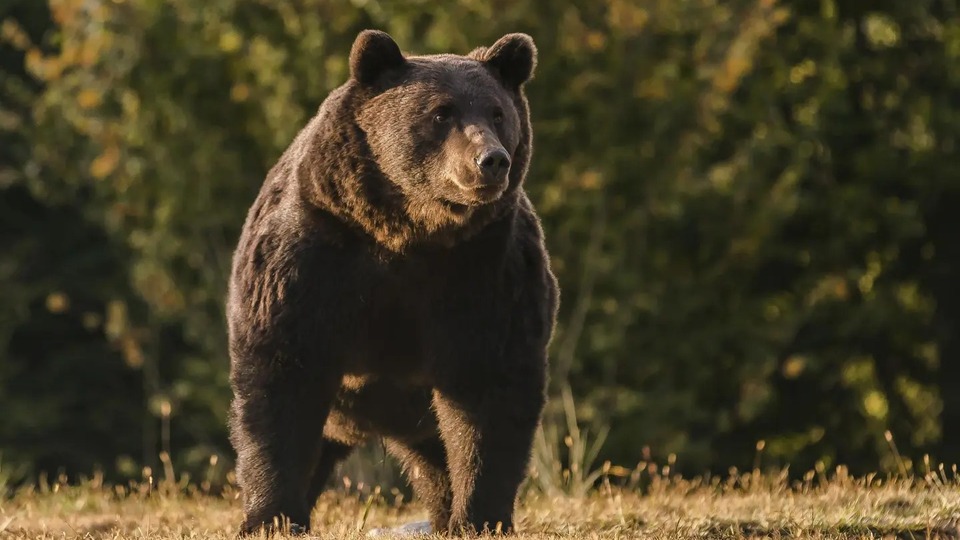 Slovakya'da üç günde ikinci ayı saldırısı
