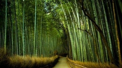 Bambu bakımı nasıl yapılır?