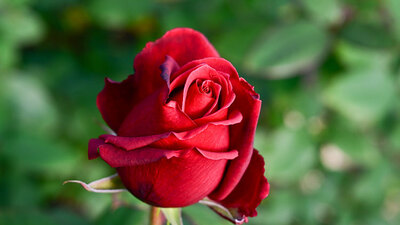 Gül bakımı nasıl yapılır?