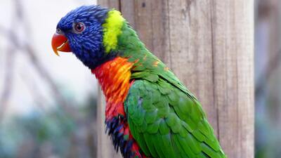 Papağan kaç yıl yaşar?