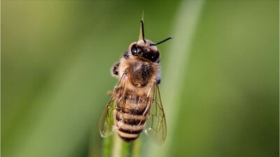 Ülkeye kaçak kraliçe arı sokan sürücüye ceza