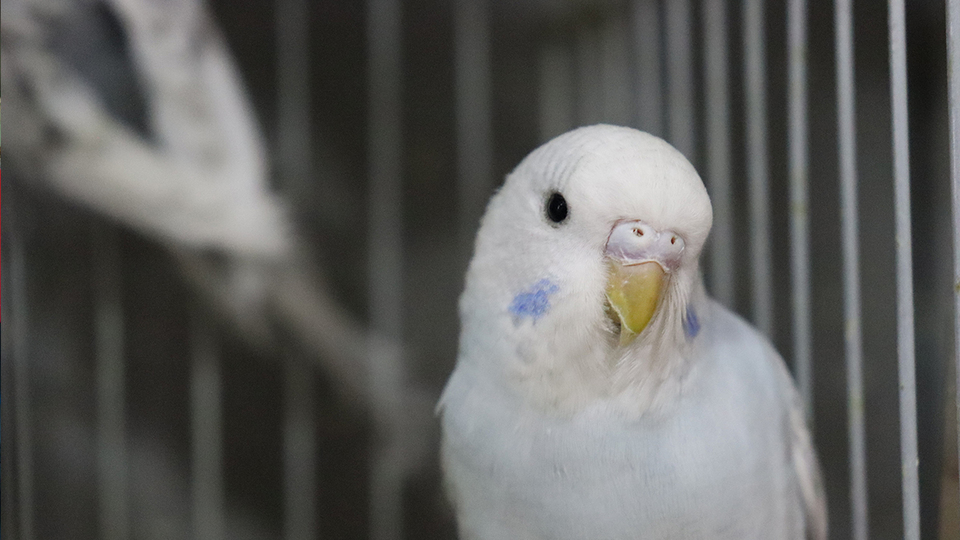Muhabbet kuşunun bakımı nasıl yapılır?