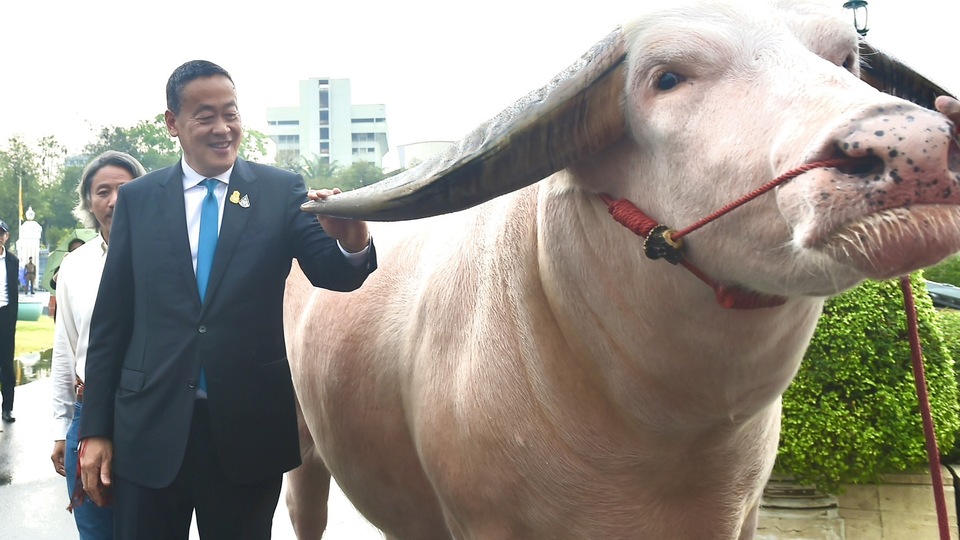 Tayland'ın ünlü bufalosu, Başbakan'ın misafiri oldu