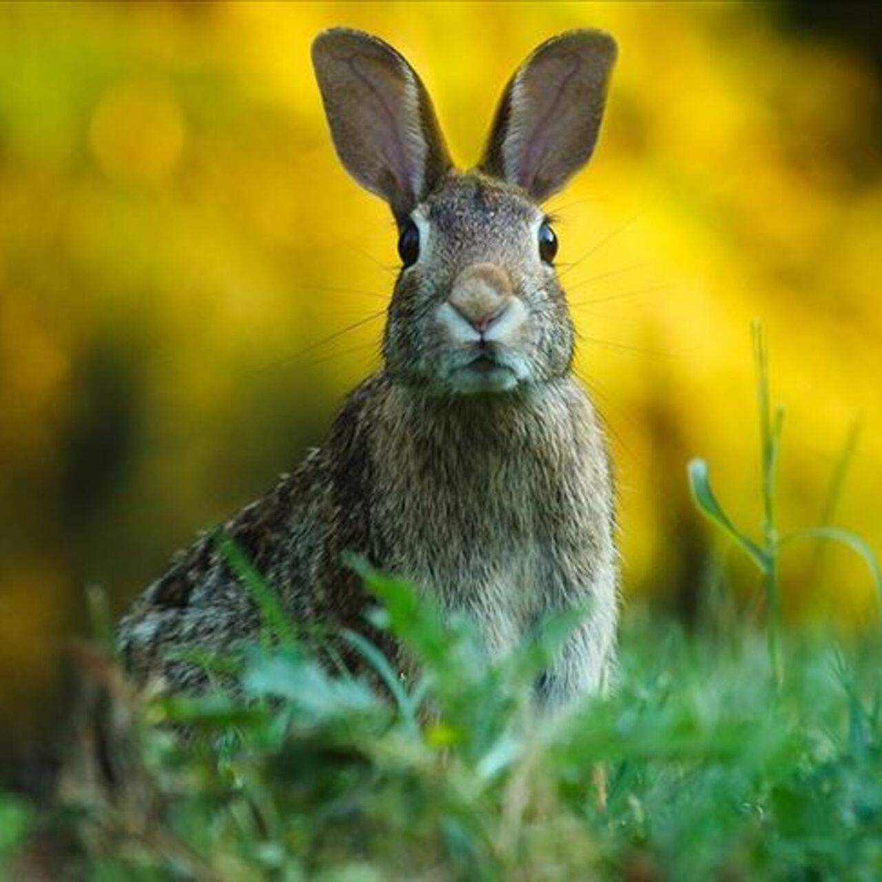 Tavşanlar kaç yıl yaşar?