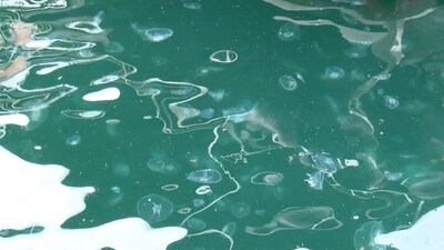 Marmara Denizi alarm veriyor!