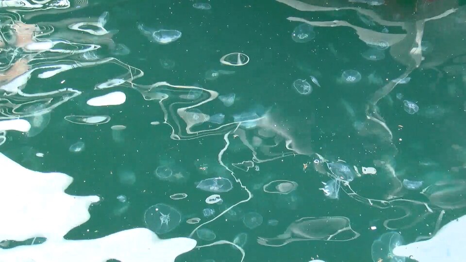 Marmara Denizi alarm veriyor!