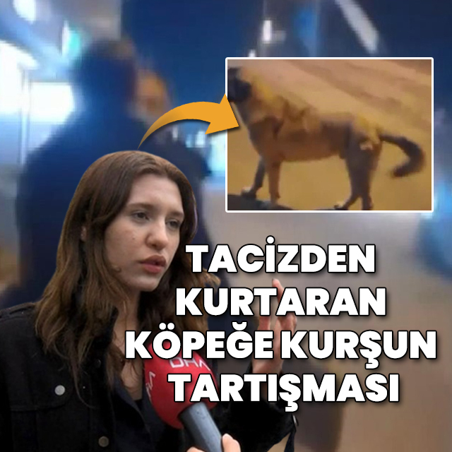İstanbul'da tacizden kurtaran köpeğe kurşun tartışması