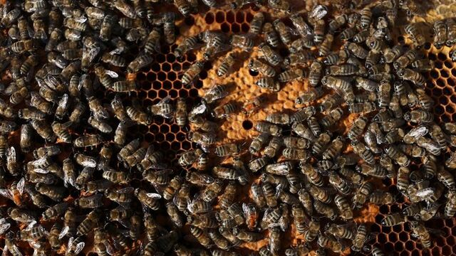 Küresel iklim değişikliği arıları etkiledi