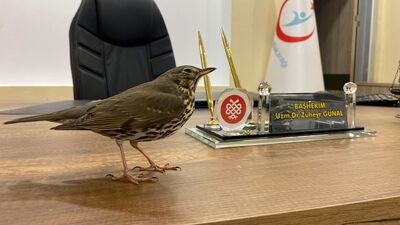 Göç yolunda yorgun düştü, soluğu hastanede aldı