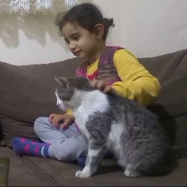  Bu da ekran bağımlısı kedi!