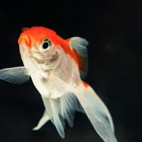 Japon balığı kaç yıl yaşar?