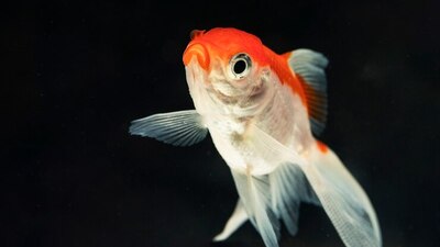 Japon balığı kaç yıl yaşar?