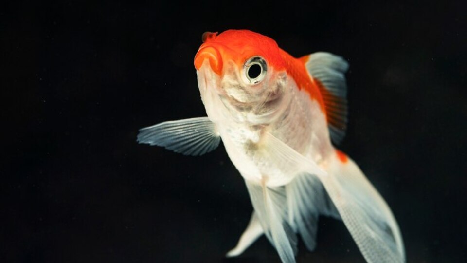 Japon balığı kaç yıl yaşar?