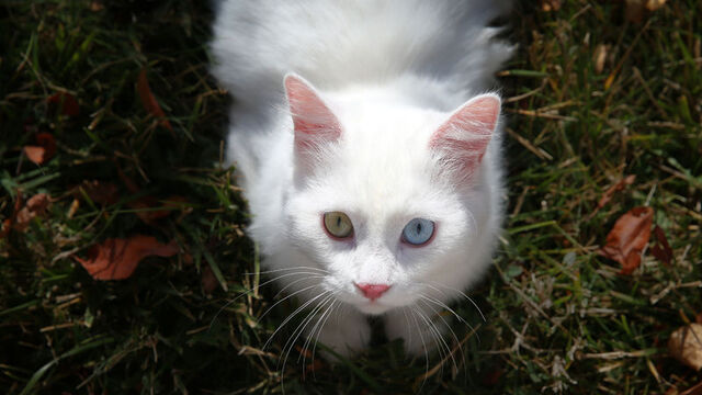  Koruma çalışmalarıyla sayıları artıyor