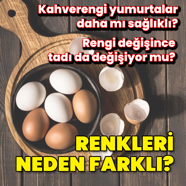 Yumurtaların renkleri neden farklıdır?