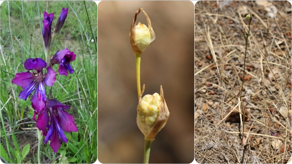 Benzeri bulunmayan bitki türü! İsmi: Adanus...