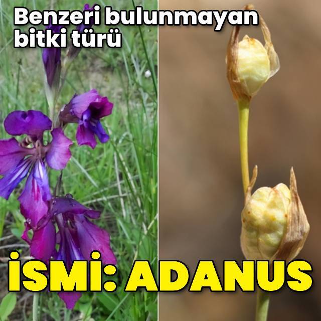 Benzeri bulunmayan bitki türü! İsmi: Adanus...