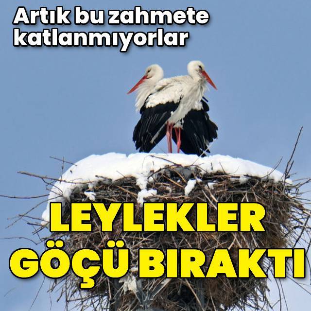 Leylekler göçü bıraktı! Artık bu zorluğa katlanmıyorlar