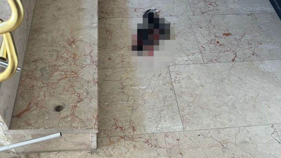 6 yavru kedinin başını kesip öldürdü! Bursa'da vahşet!