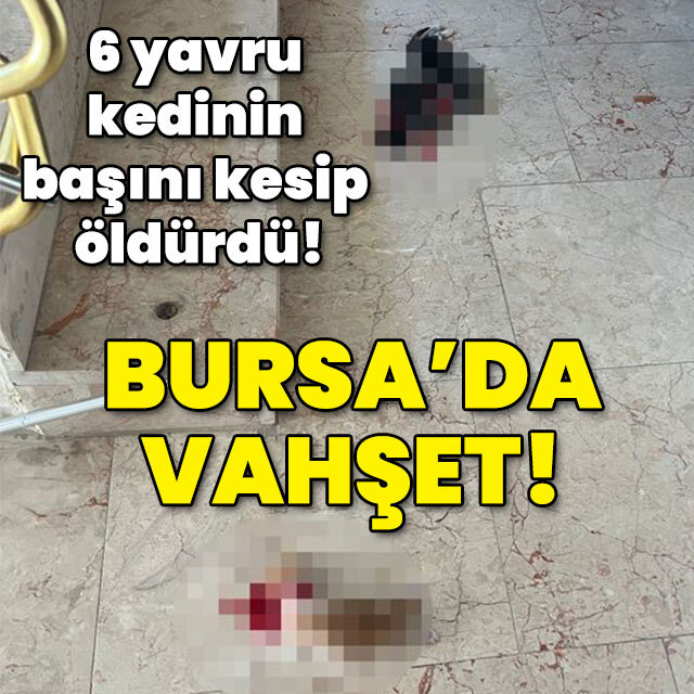 6 yavru kedinin başını kesip öldürdü! Bursa'da vahşet!