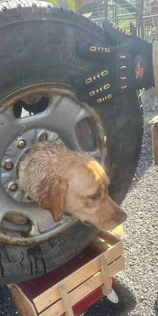  Kafasını janta sıkıştırdı!